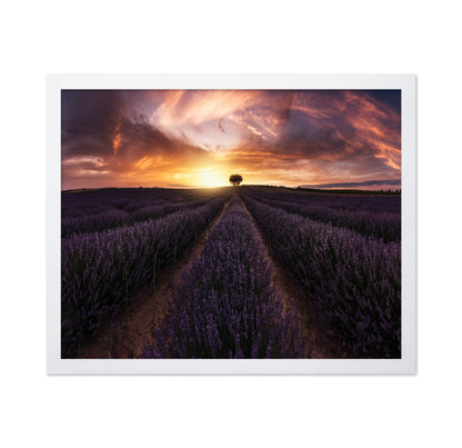 Lavender Sunset