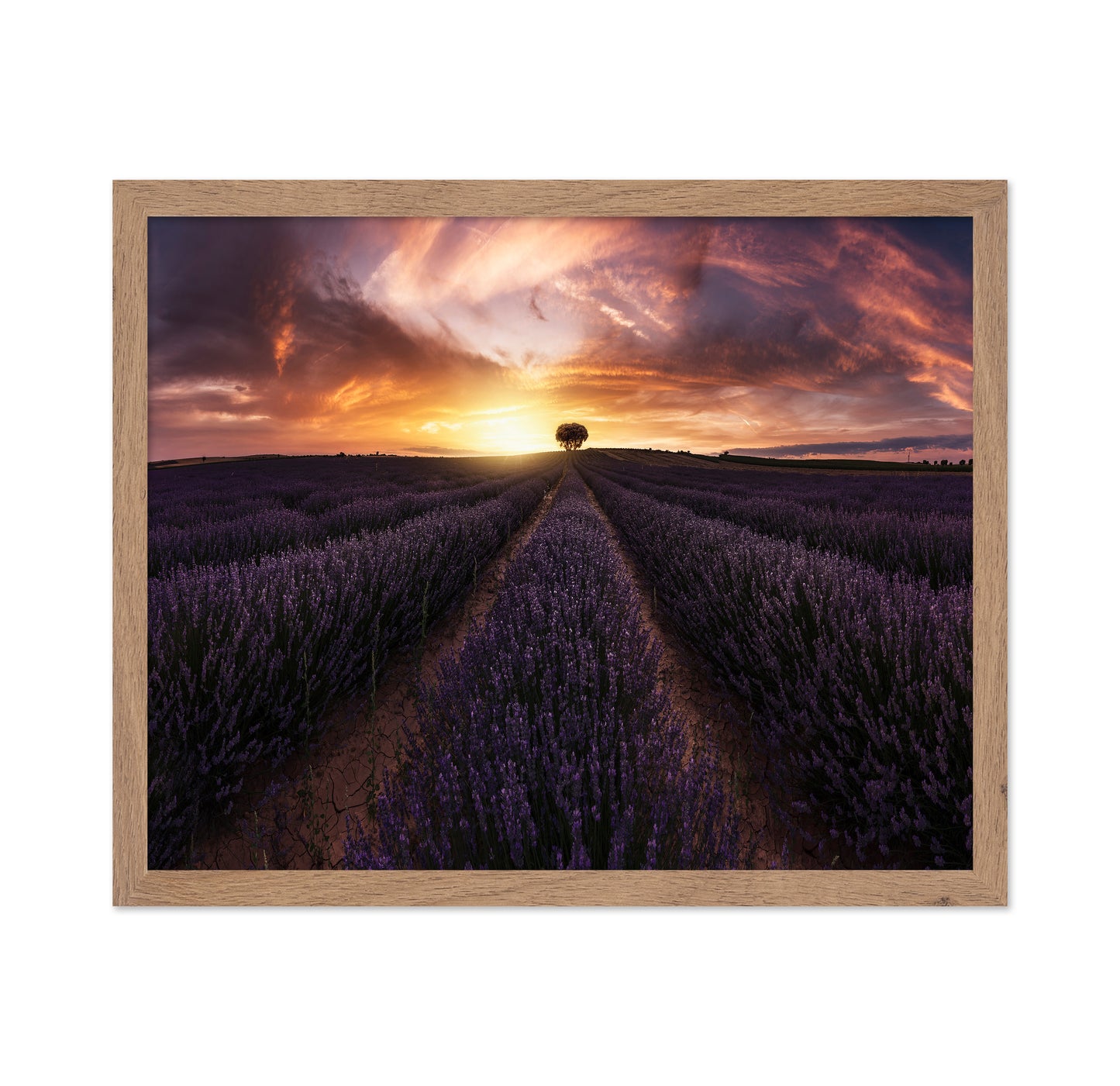 Lavender Sunset