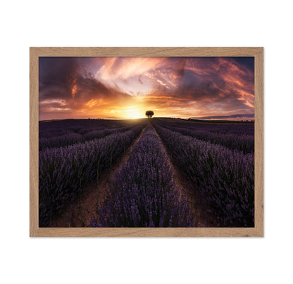 Lavender Sunset