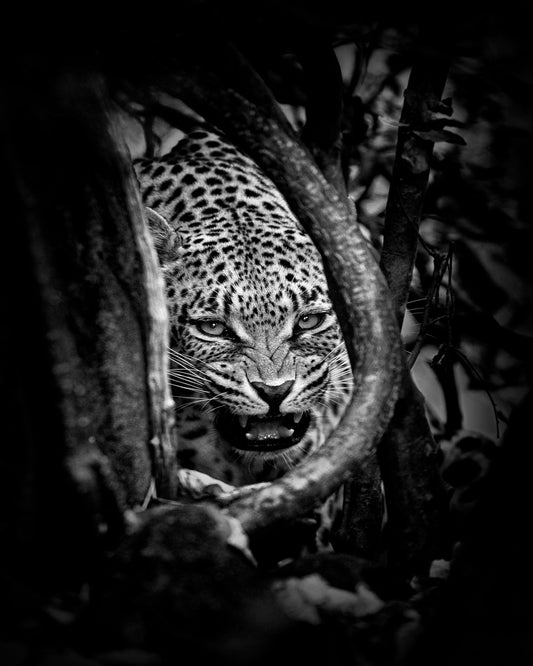 Leopard's Lair