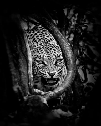 Leopard's Lair