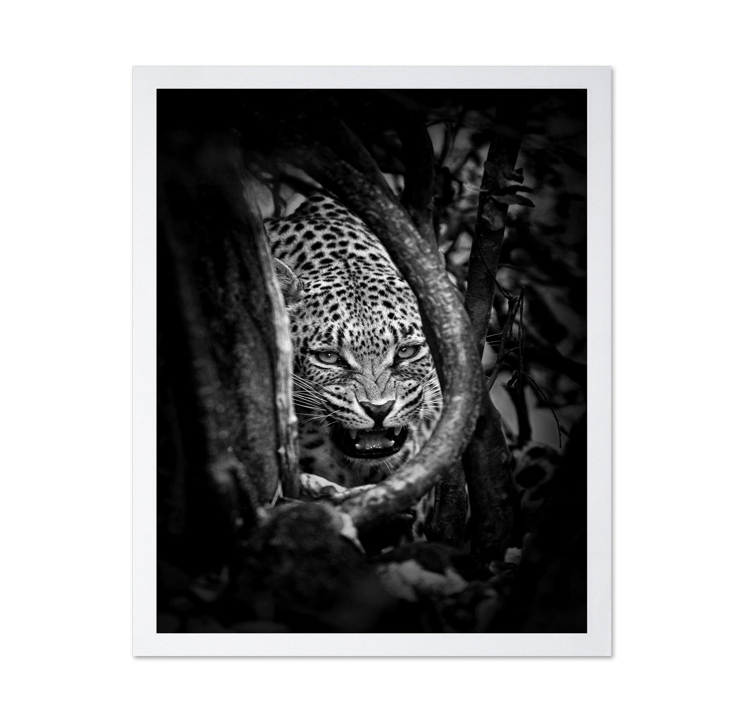 Leopard's Lair