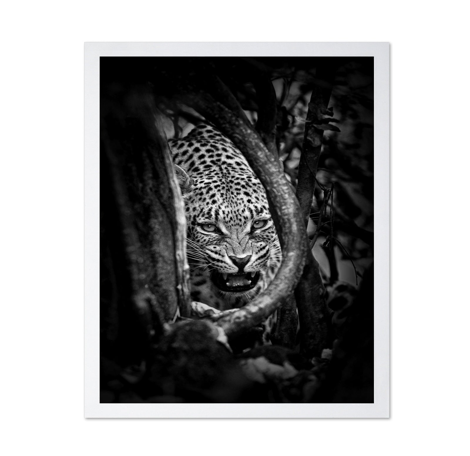 Leopard's Lair