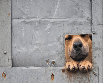 Benji's Window