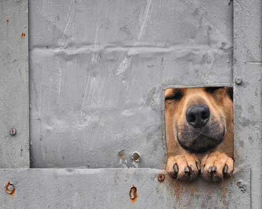 Benji's Window