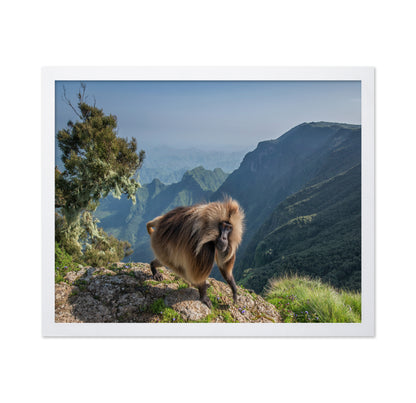 Lion Monkey