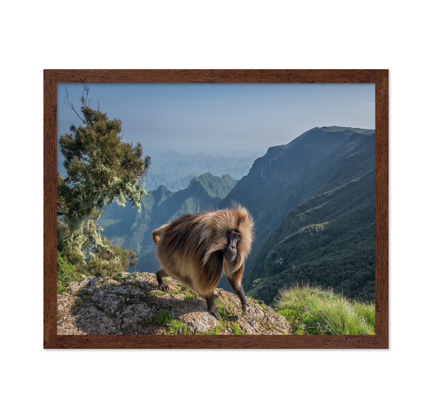 Lion Monkey