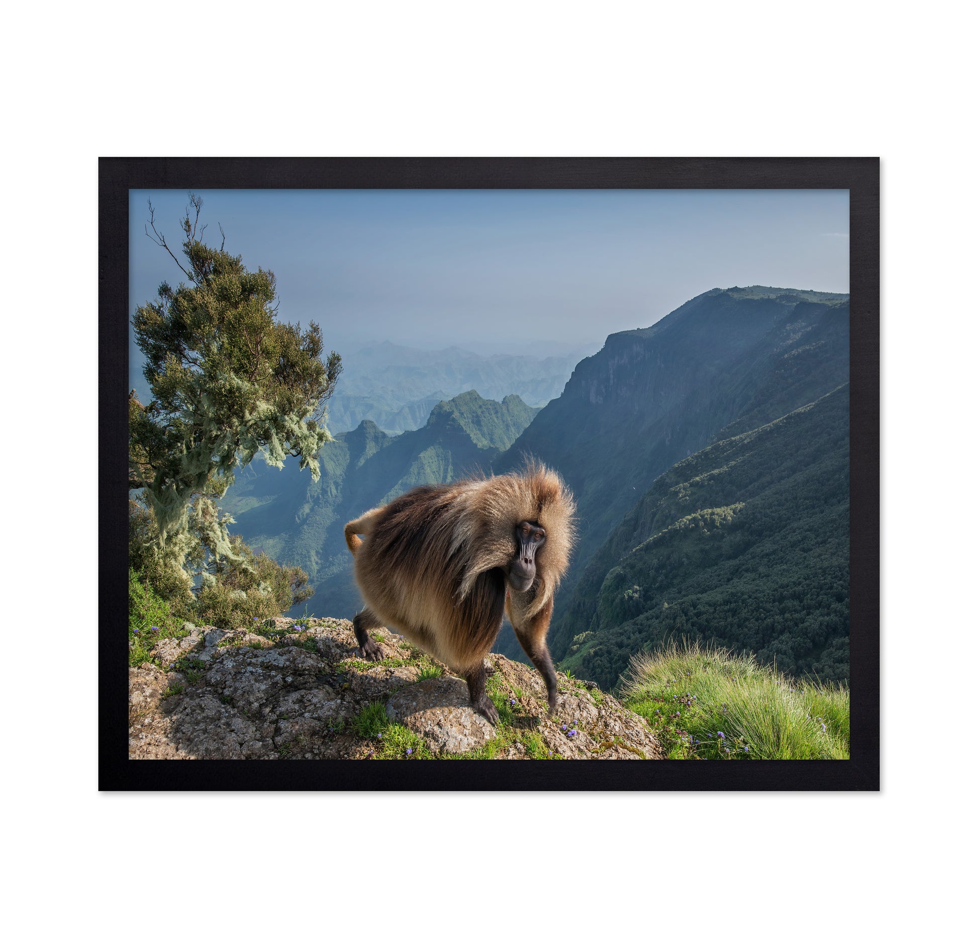 Lion Monkey