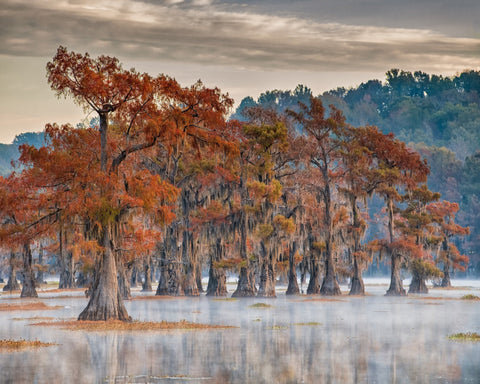 Caddo Lake In Autumn