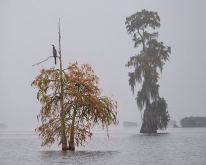 A Cormorant In The Mist