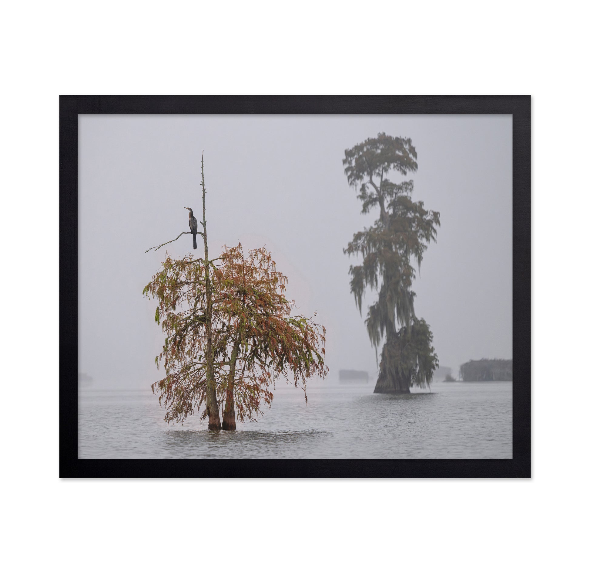 A Cormorant In The Mist