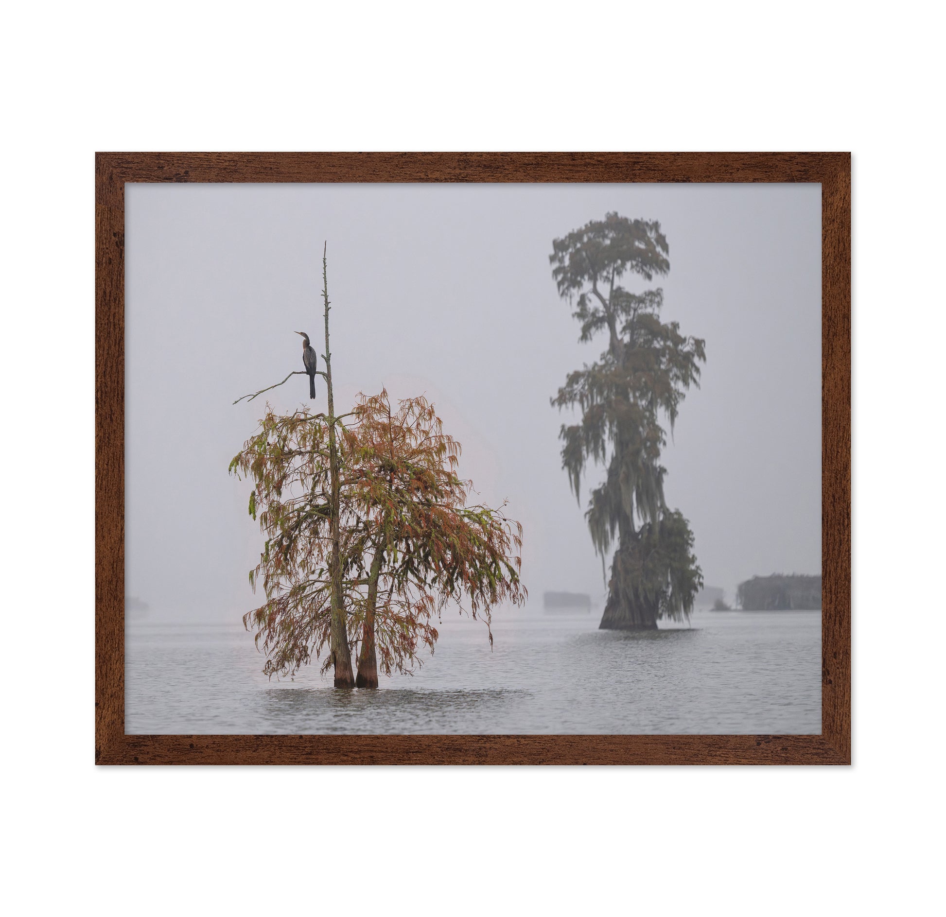 A Cormorant In The Mist