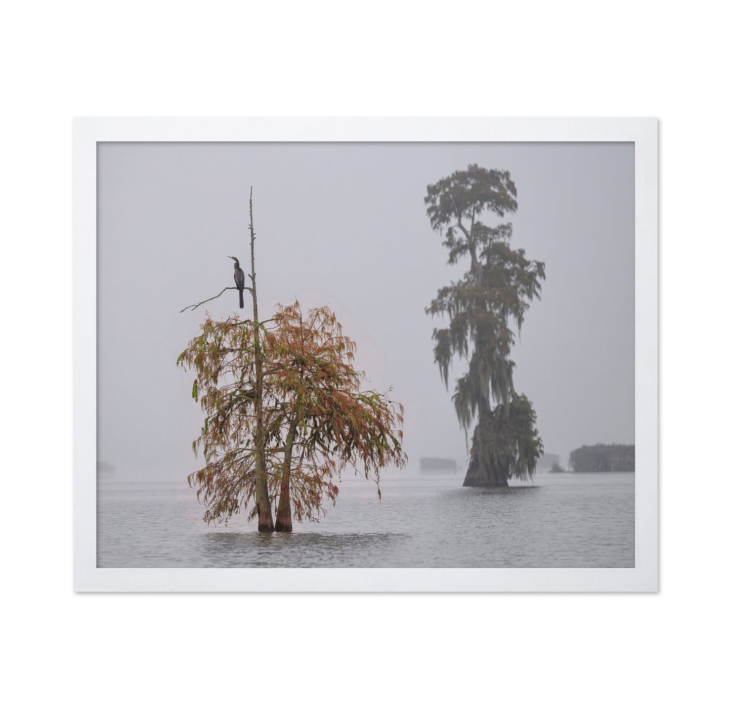 A Cormorant In The Mist