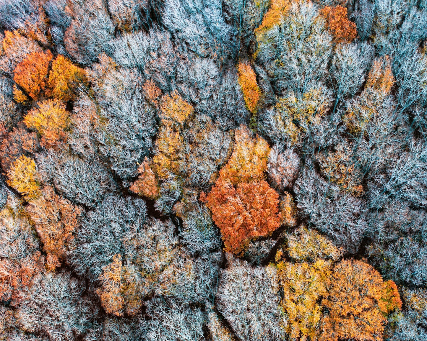 The End of Autumn