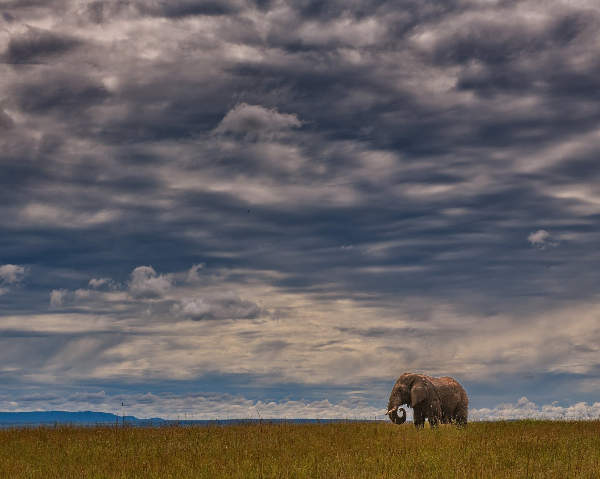 Under The African Sky