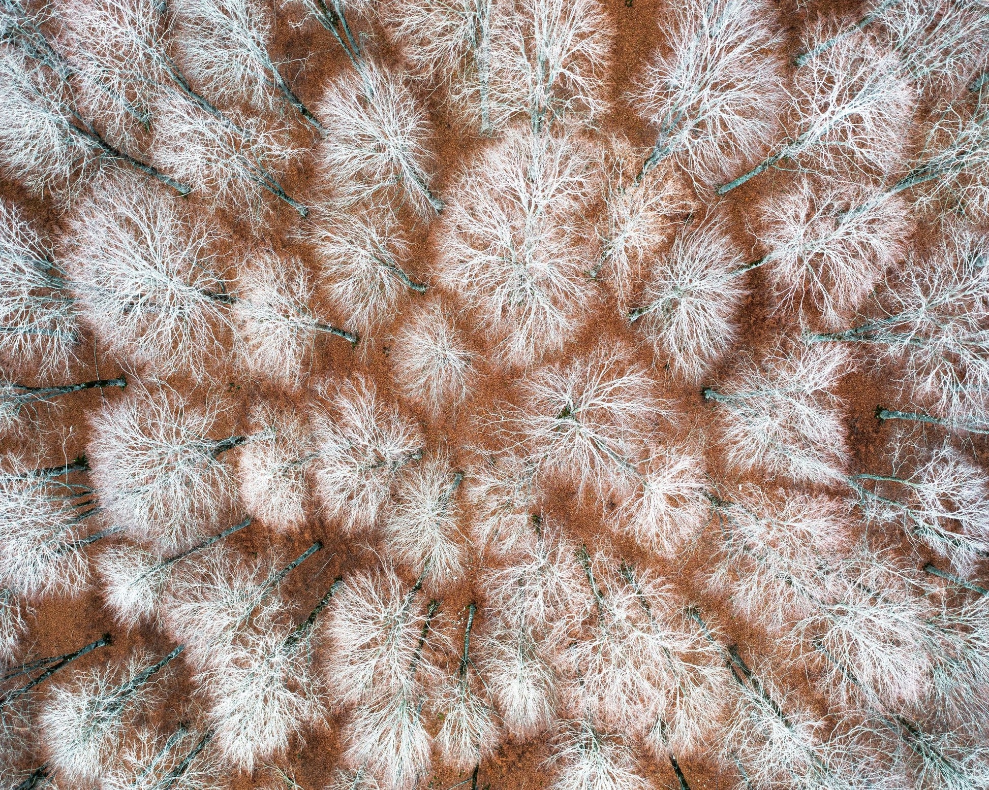 Aerial Winter Forest