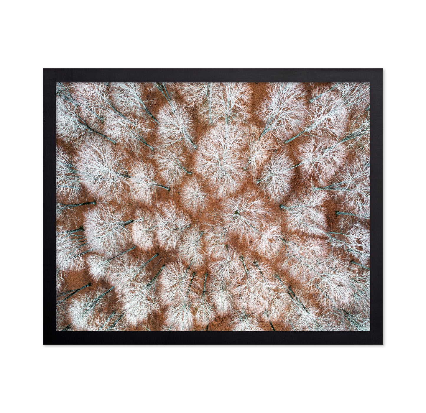 Aerial Winter Forest