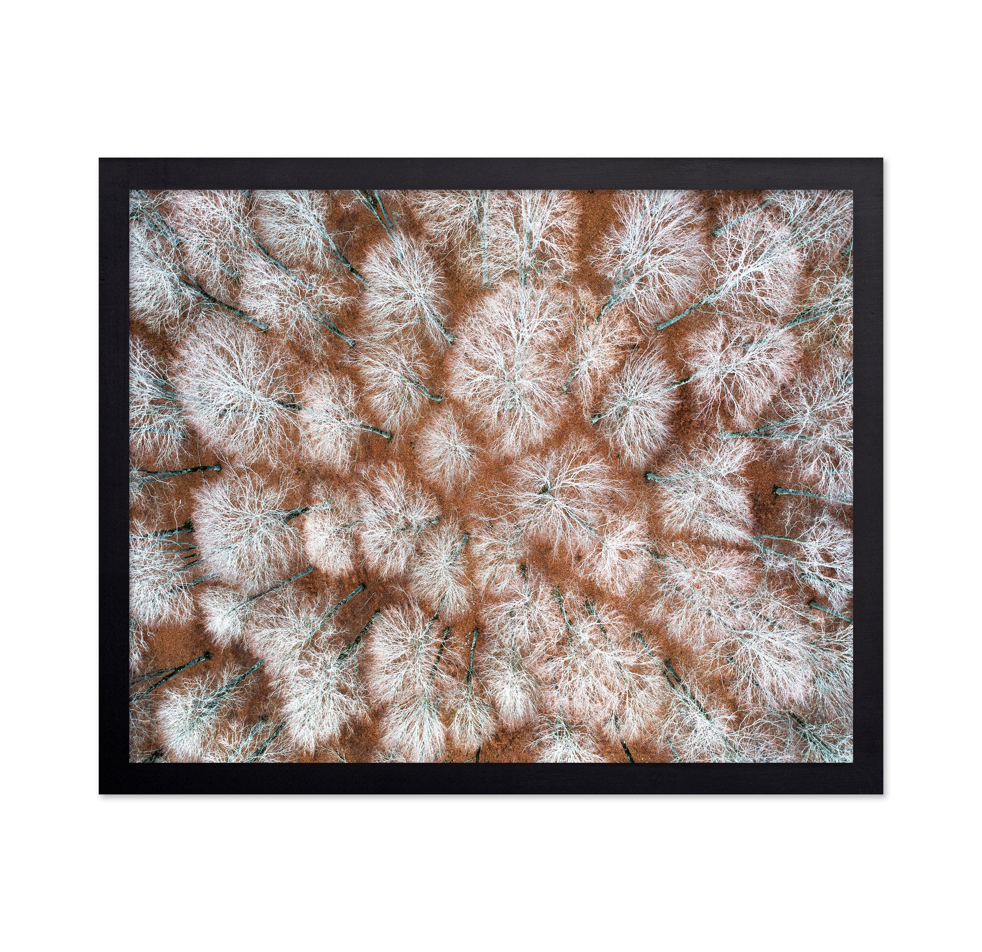 Aerial Winter Forest