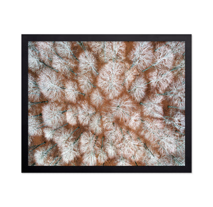 Aerial Winter Forest