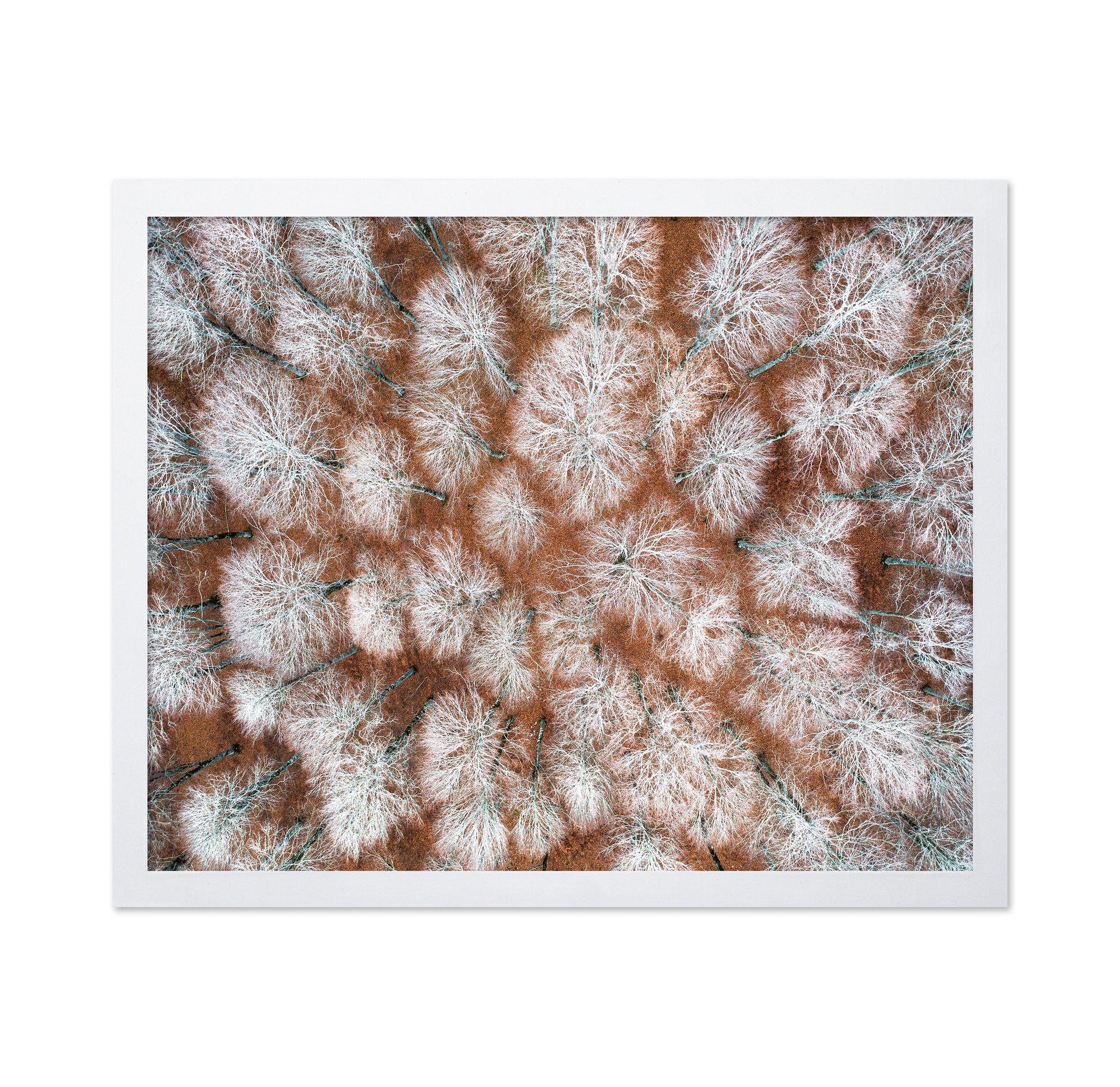 Aerial Winter Forest