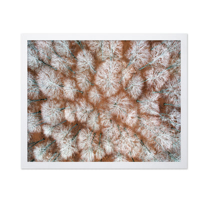 Aerial Winter Forest