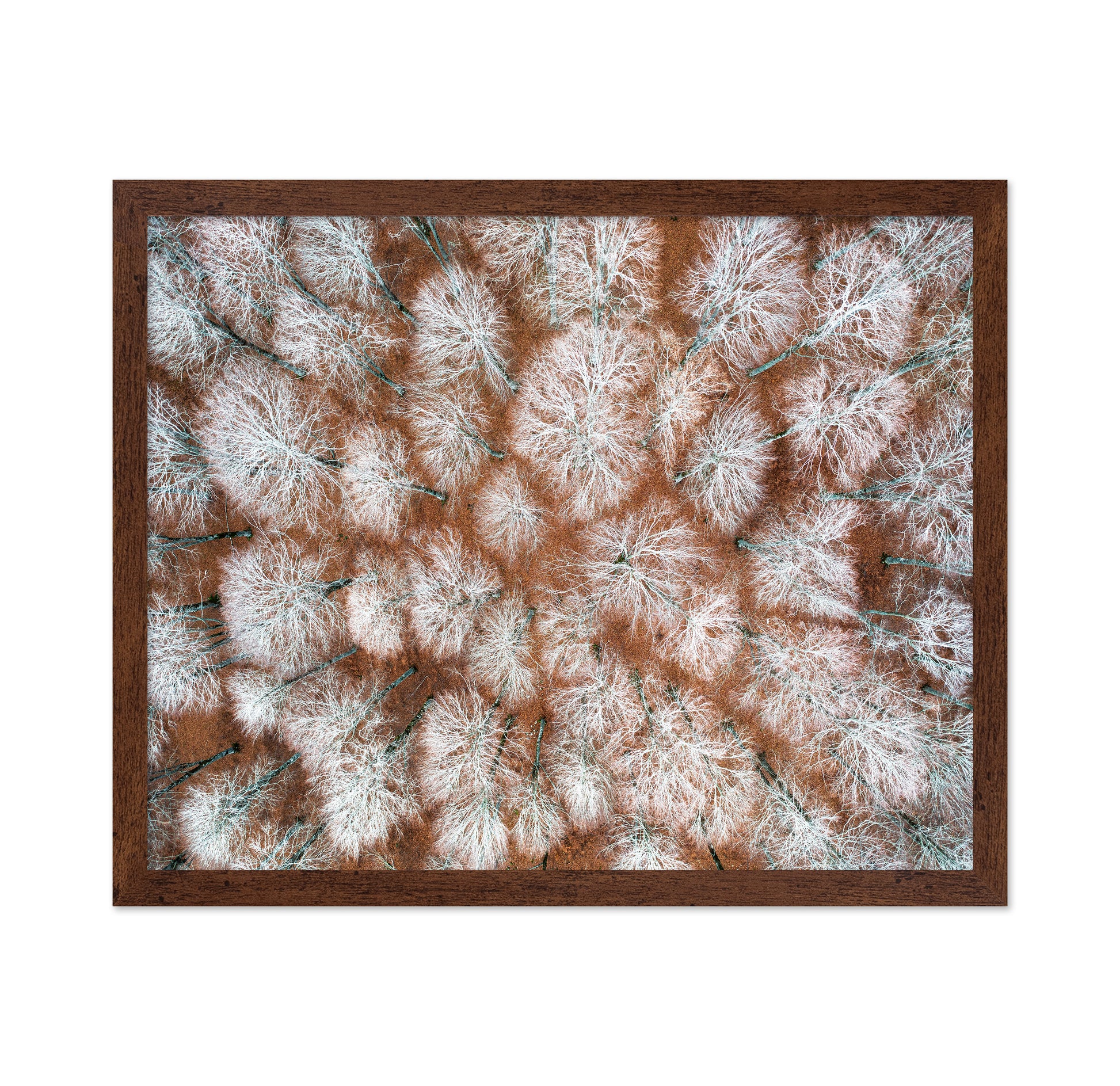 Aerial Winter Forest