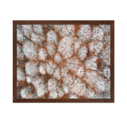 Aerial Winter Forest