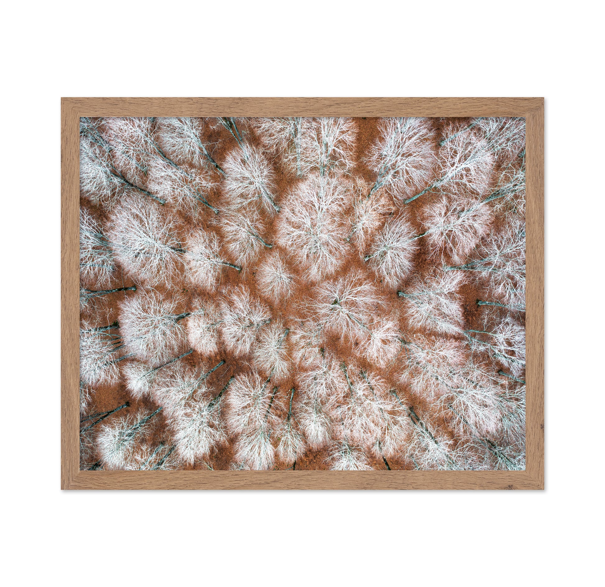 Aerial Winter Forest