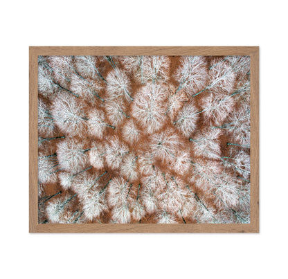Aerial Winter Forest