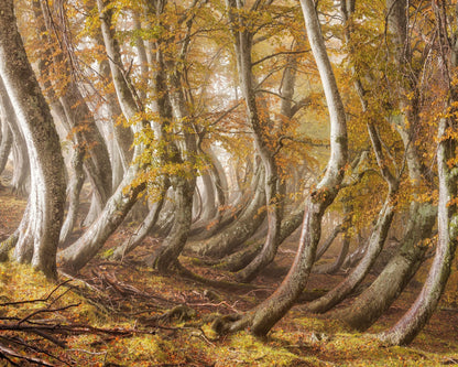 The Wooden Army