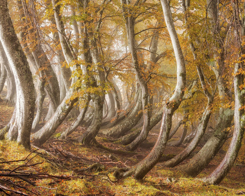 The Wooden Army