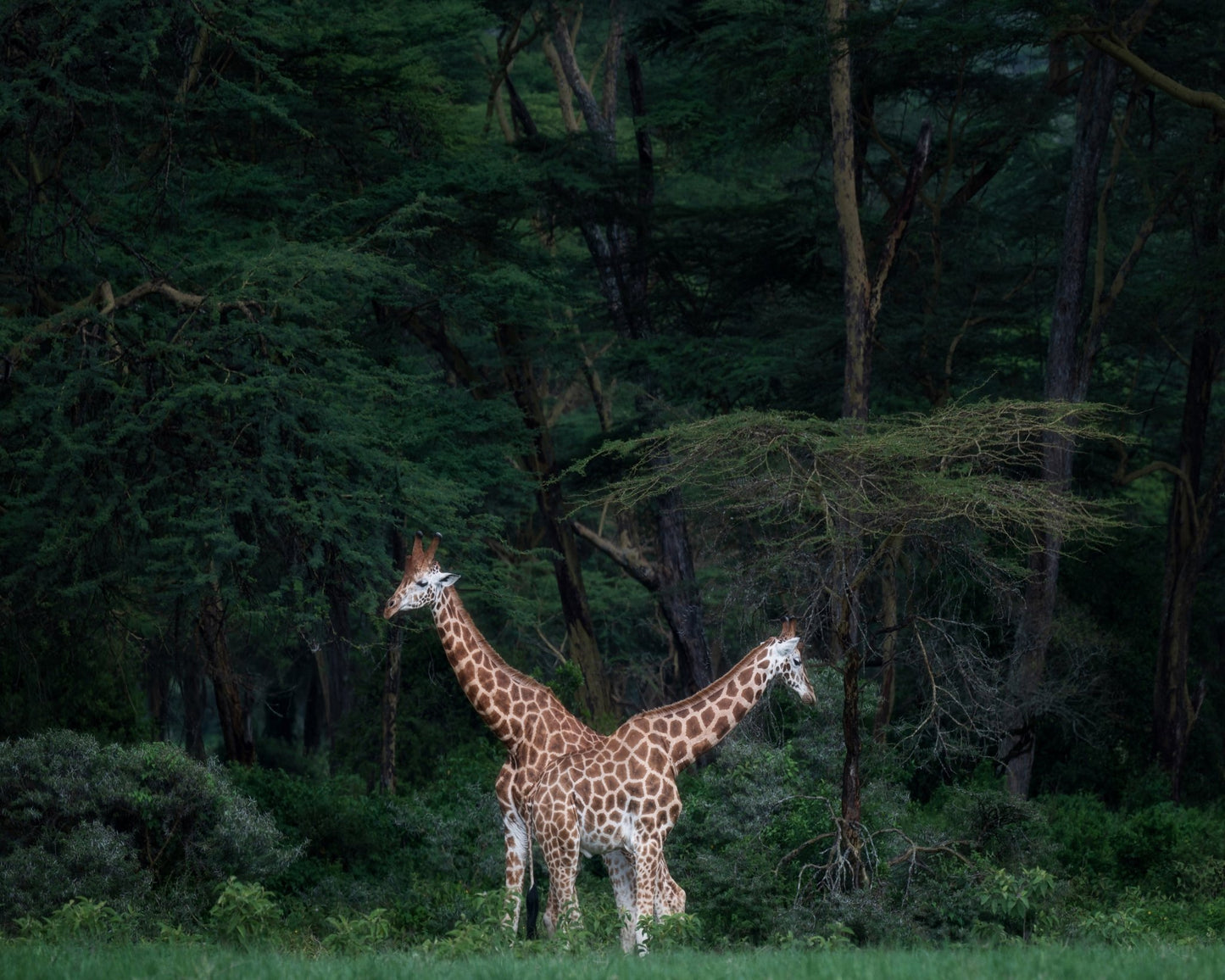Necks Crossing