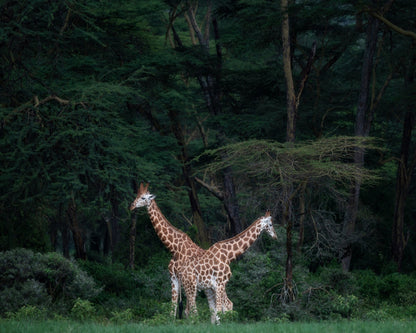 Necks Crossing