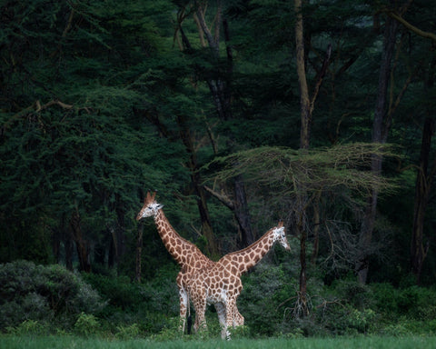 Necks Crossing