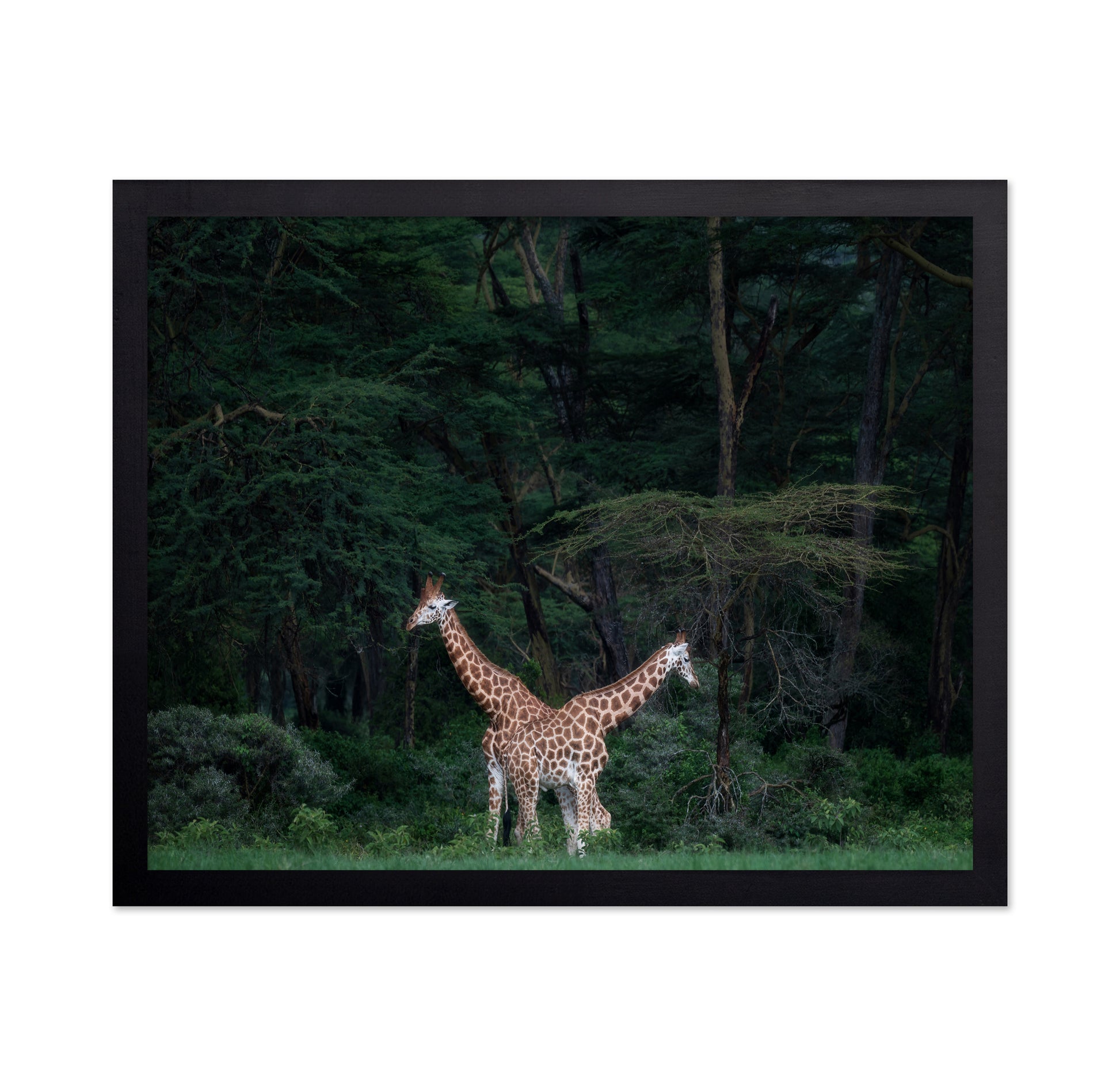 Necks Crossing