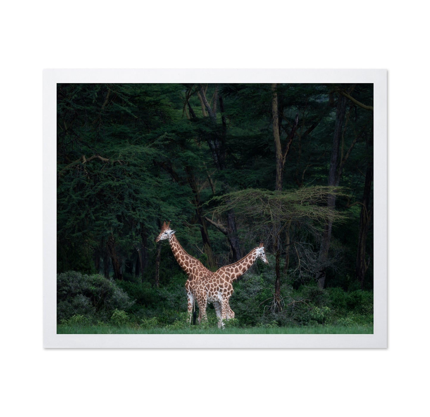 Necks Crossing