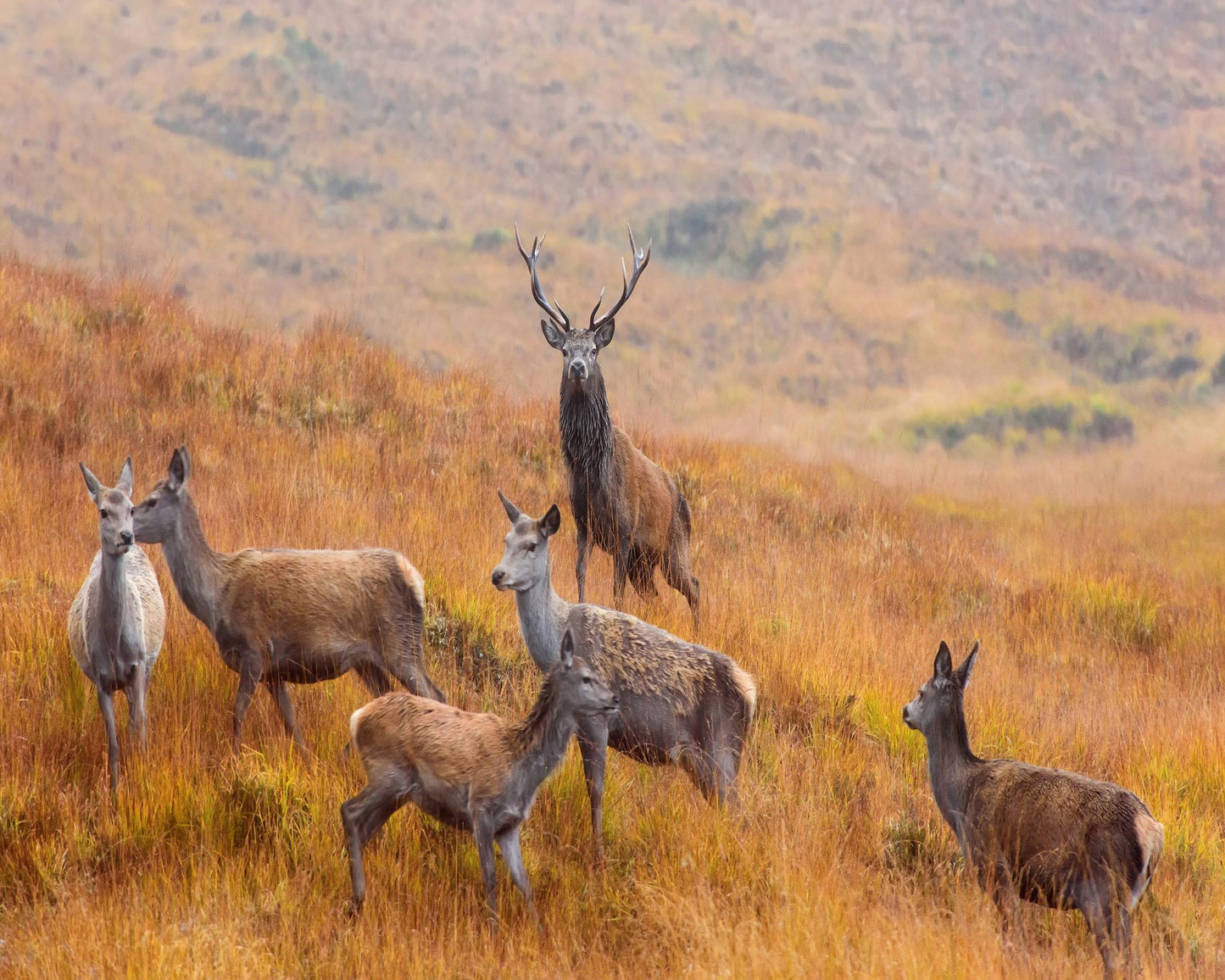 The Guardian of the Moorland