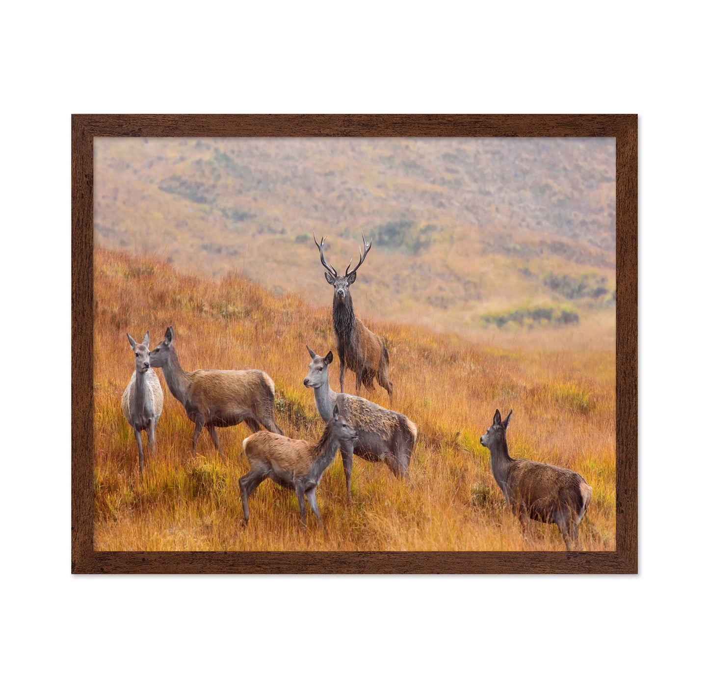 The Guardian of the Moorland
