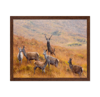 The Guardian of the Moorland