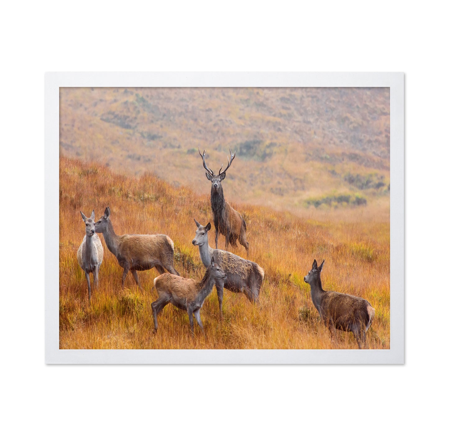 The Guardian of the Moorland