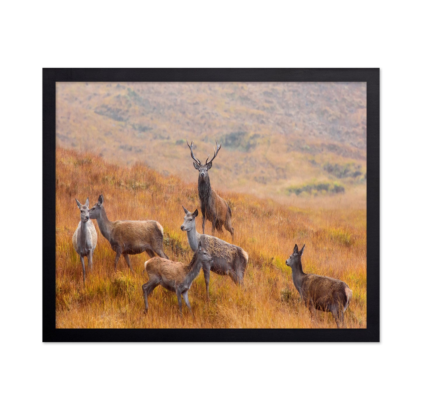 The Guardian of the Moorland
