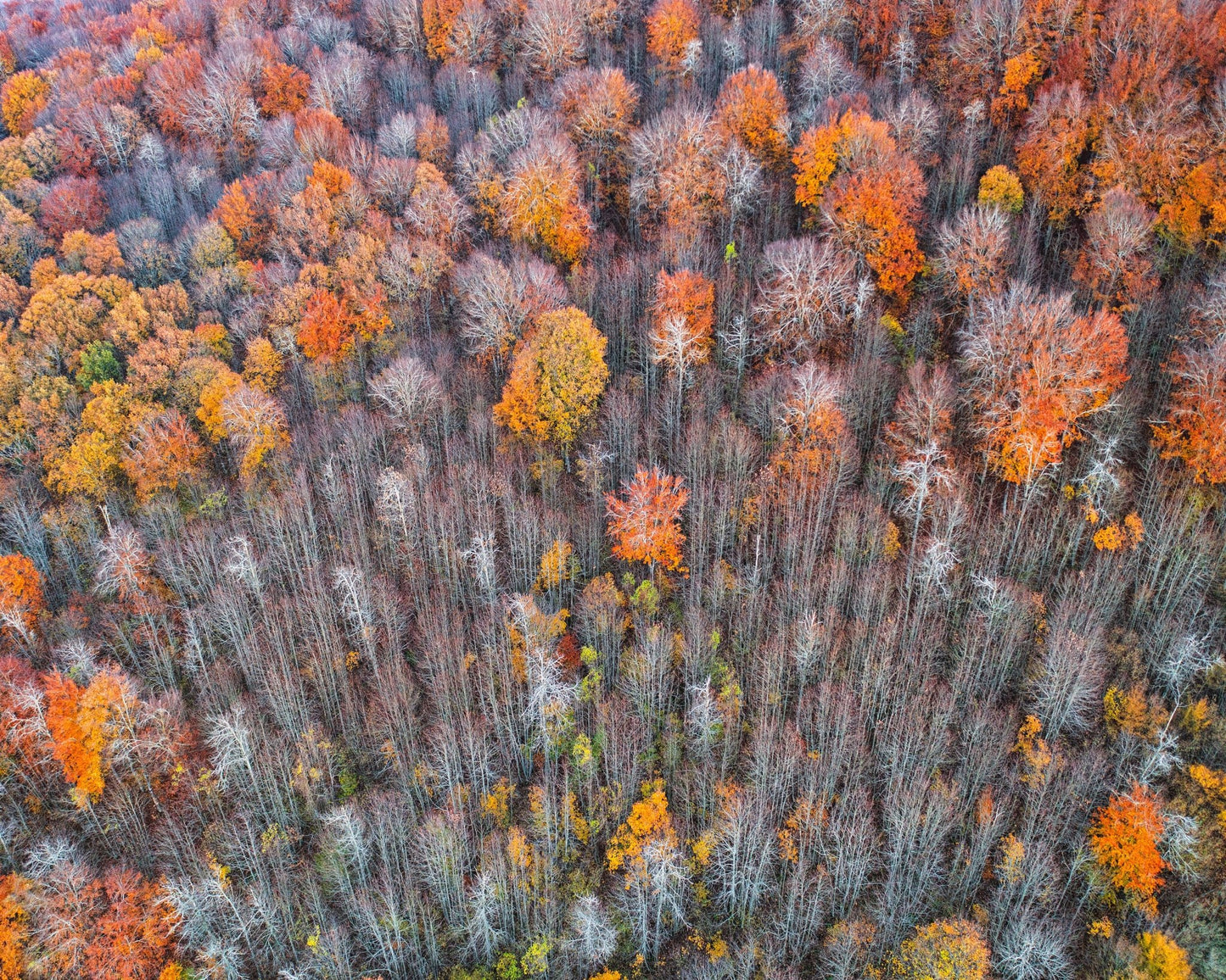 The Forest In Autumn