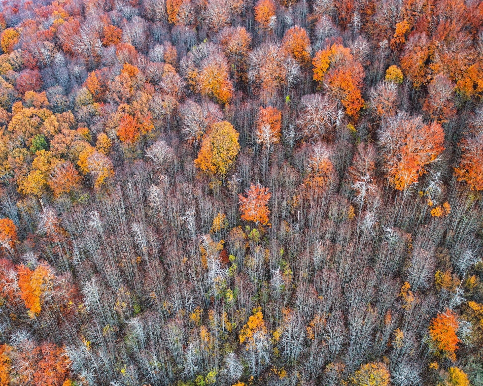 The Forest In Autumn