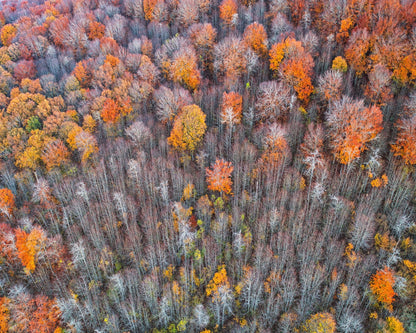 The Forest In Autumn