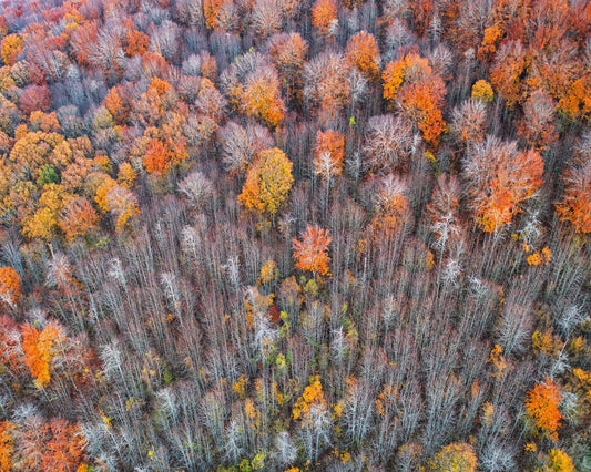 The Forest In Autumn