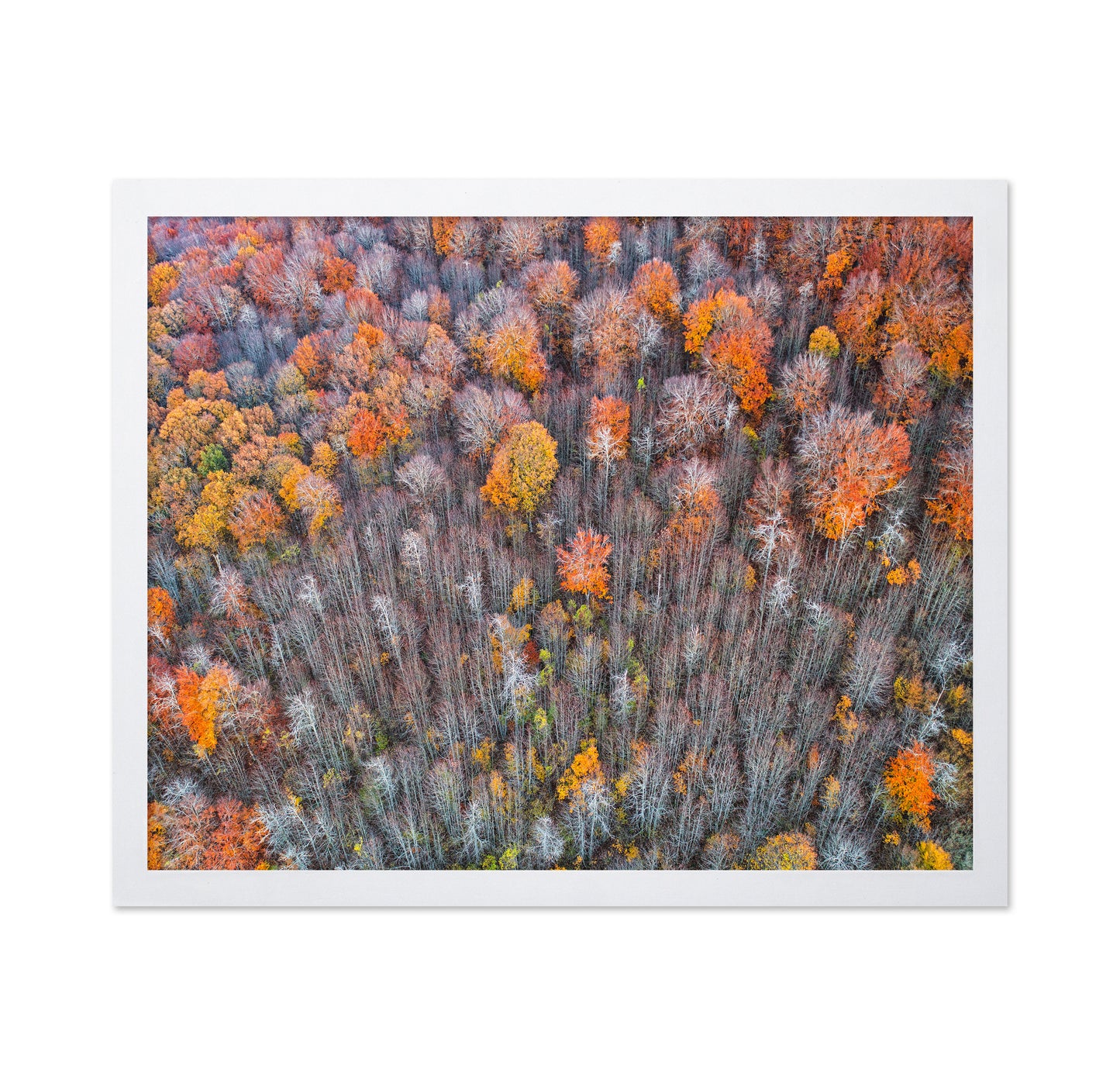 The Forest In Autumn