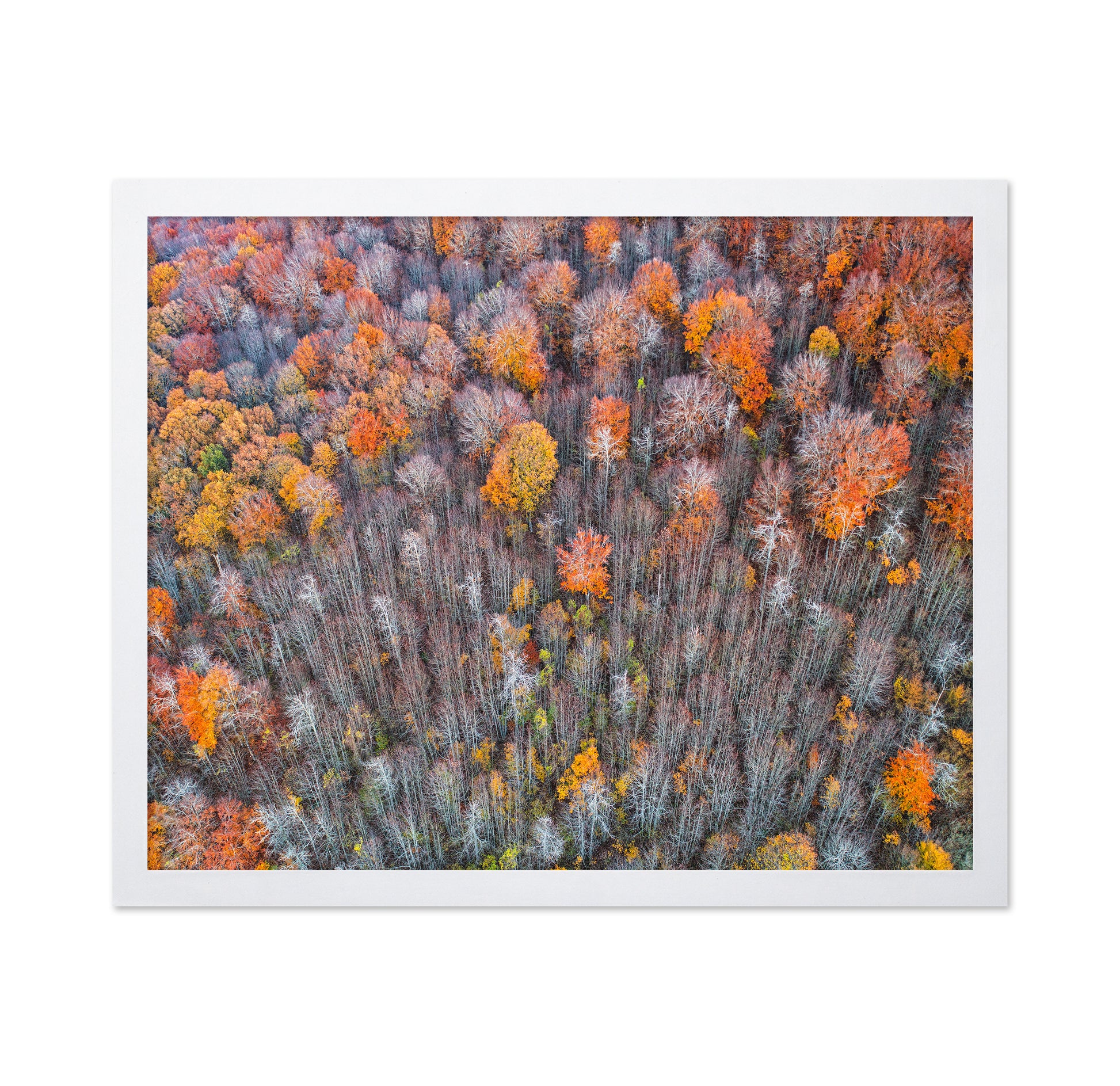 The Forest In Autumn