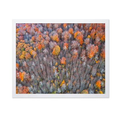 The Forest In Autumn