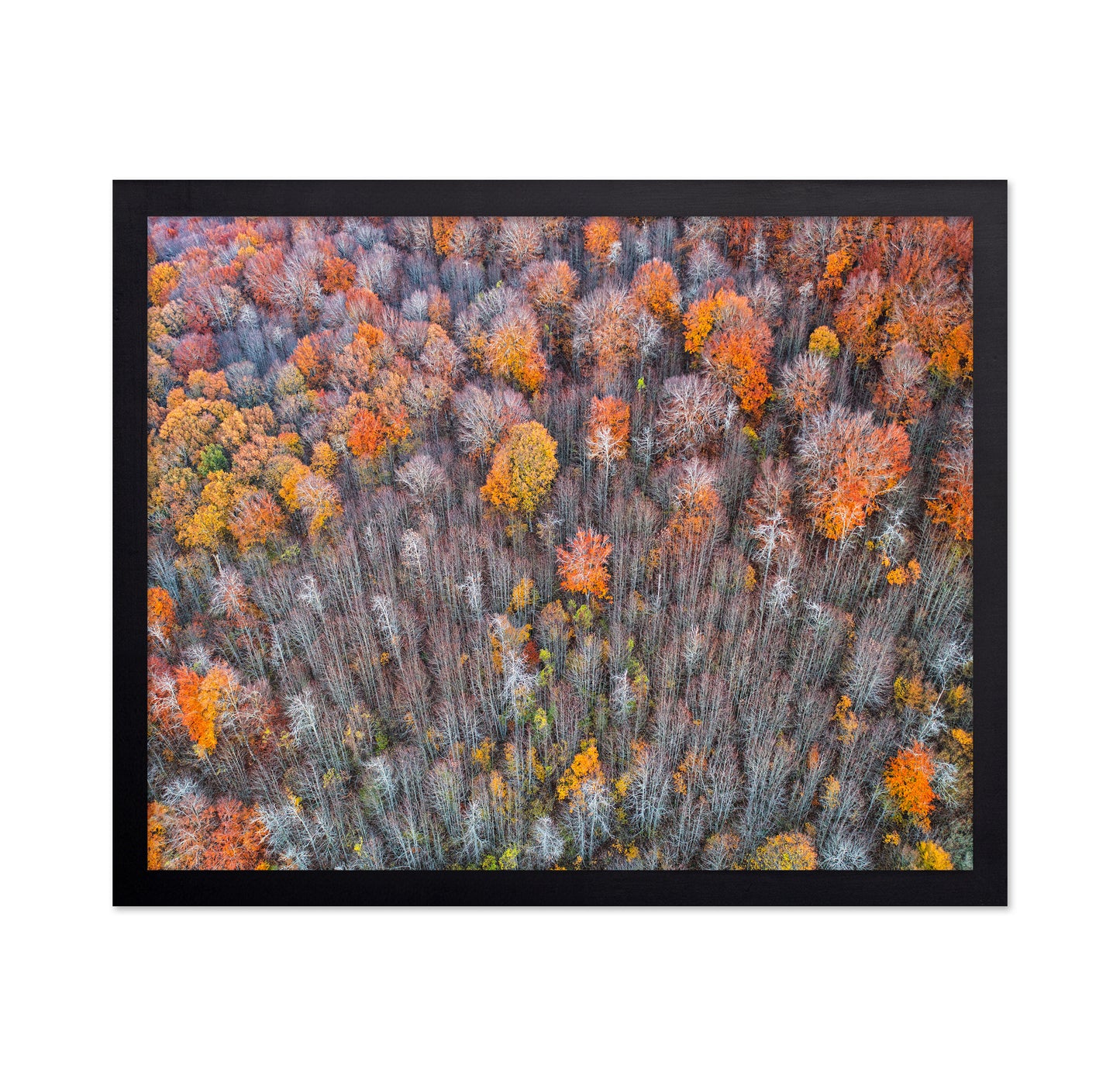 The Forest In Autumn