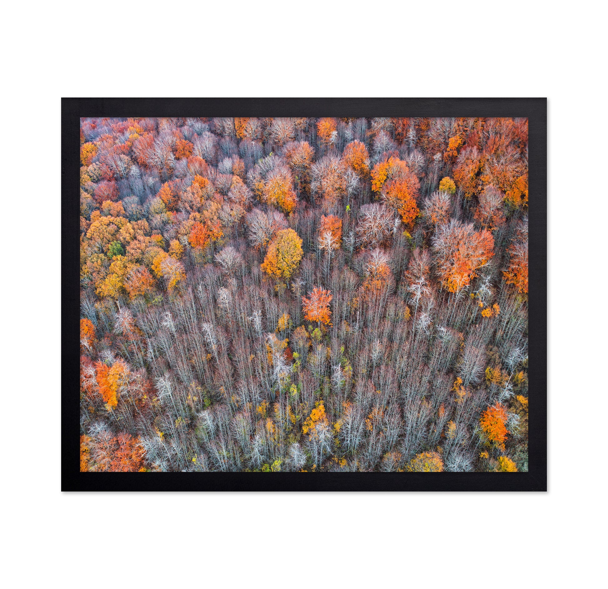 The Forest In Autumn